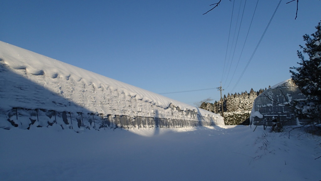 こんなに積もりました。