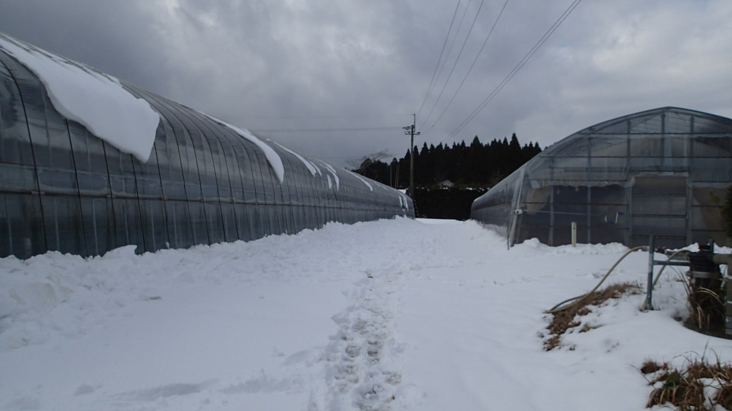 夕方です。まだ雪が残っています。