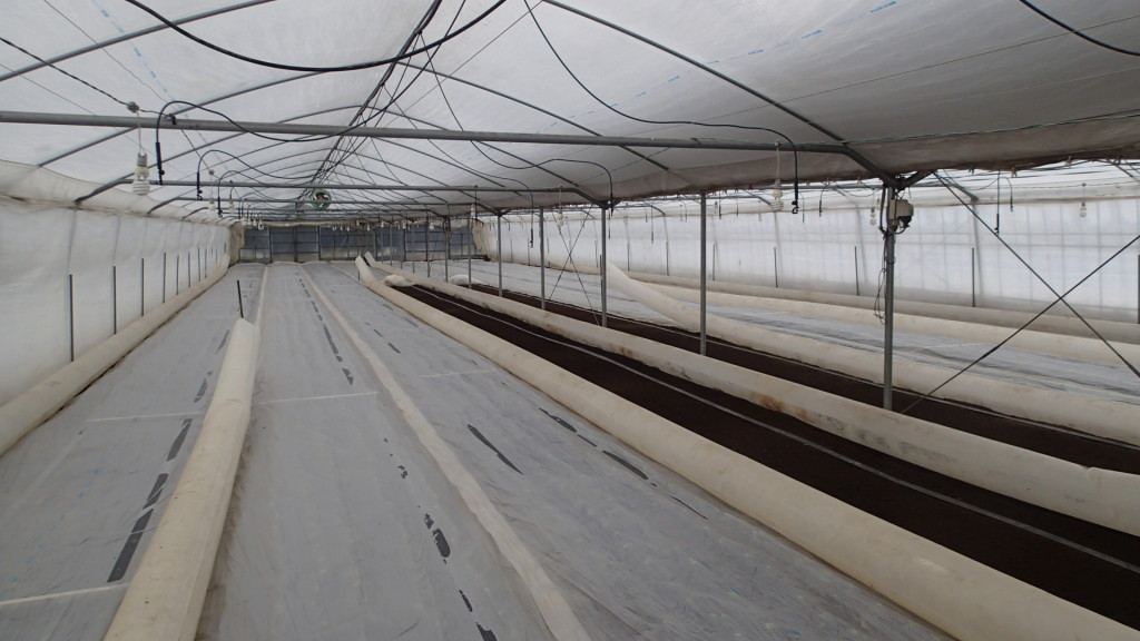 土が見えているところは苗がまだ届いていません。