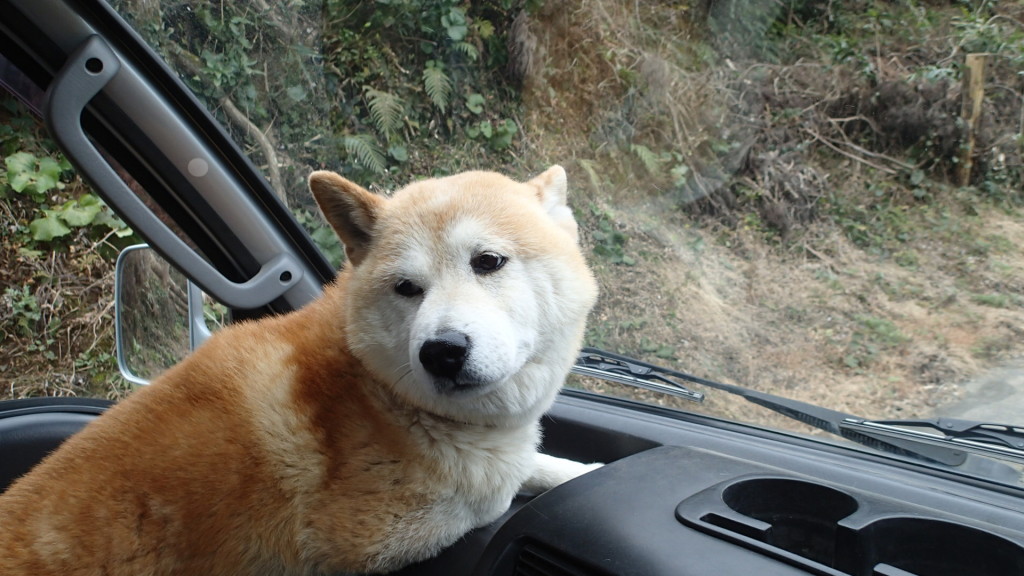 いいね！ドライブ！