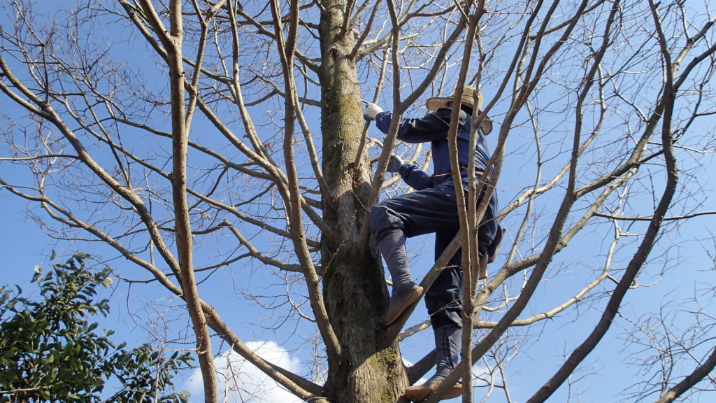 20年経ってこんなに大きくなったそうです。