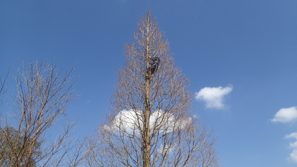 ぼくは高所恐怖症なので、高いところは遠慮します。