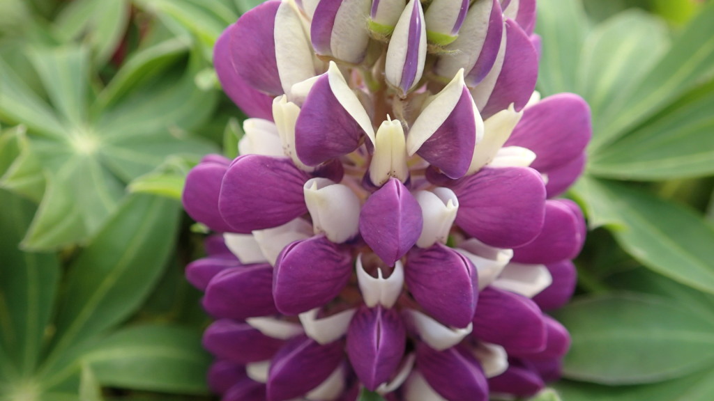 暖かい日には花が似合います。