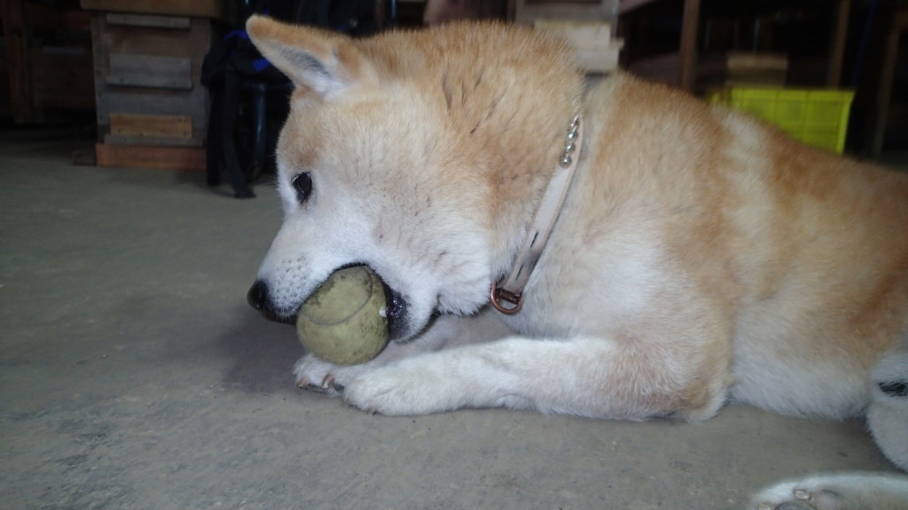 弾力を味わっているようです。