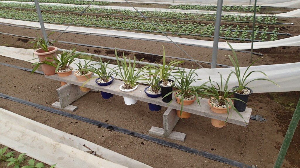 花芽が少ないです。