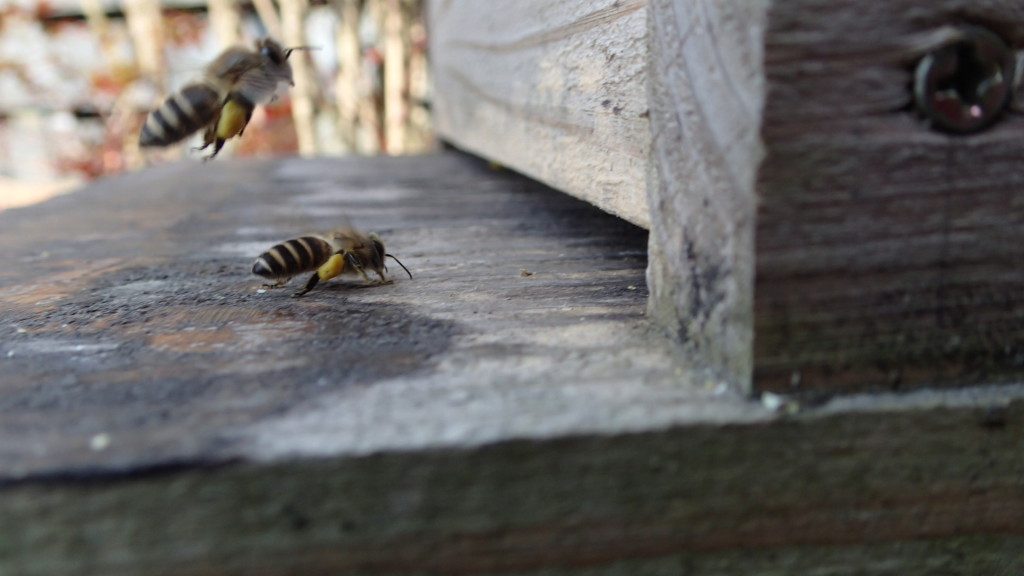 みつばちに感謝の日です。