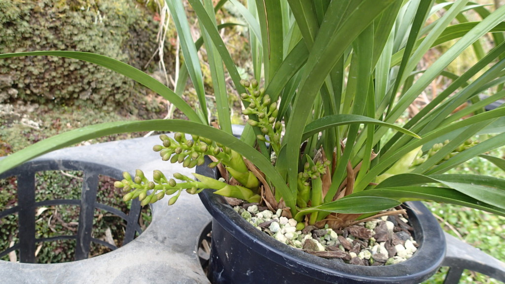 アルバもありました。