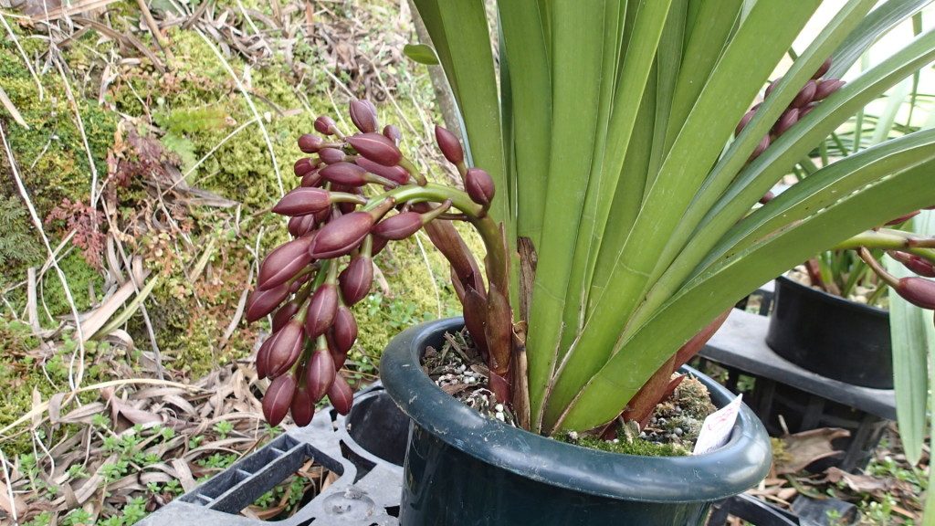 初めてみました。