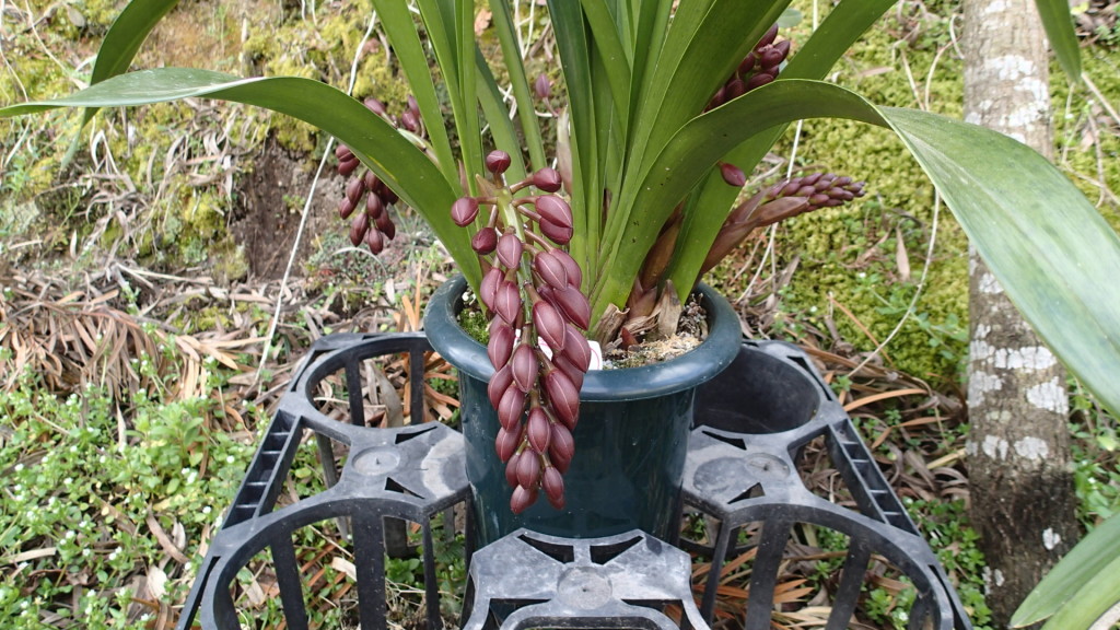 あとどれぐらいで咲くのでしょう？