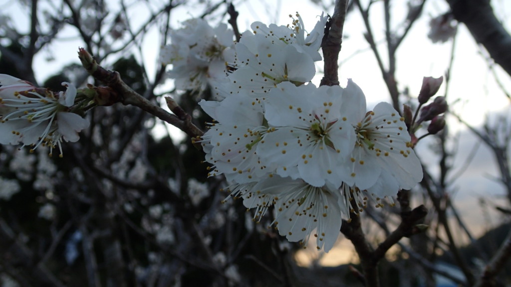何桜でしょう？桜が咲く頃は、新たな旅立ちが始まります。