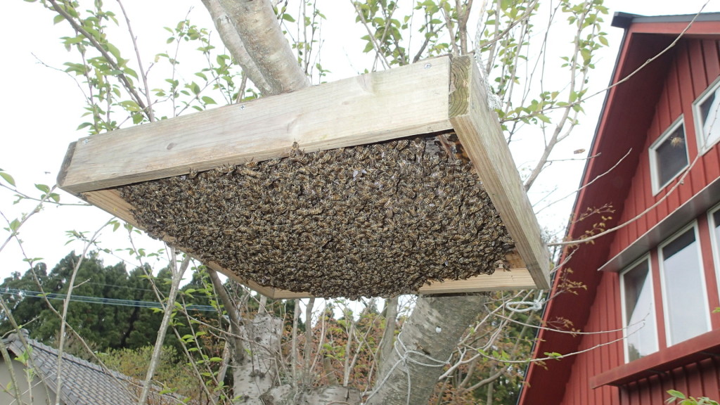 この分蜂板、好きみたいです。