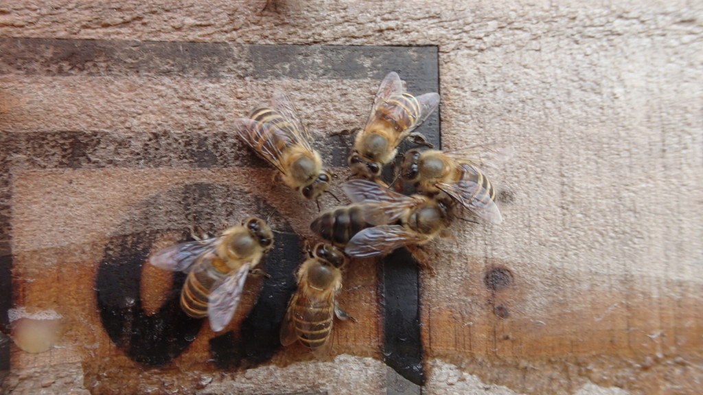 方向音痴の女王蜂？