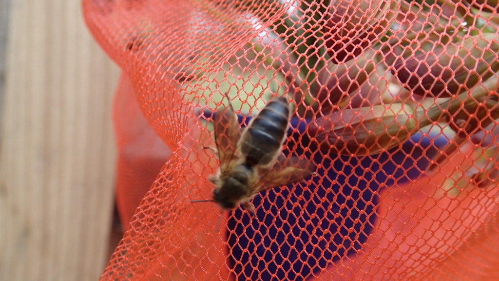 どこからいらしたの？女王蜂様！