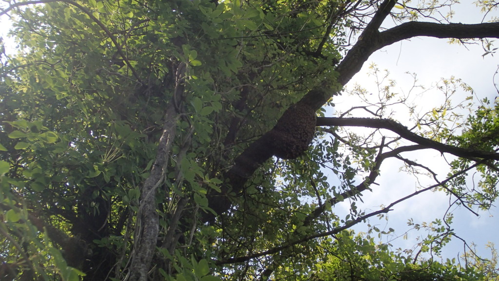 2回目の分蜂?たぶん