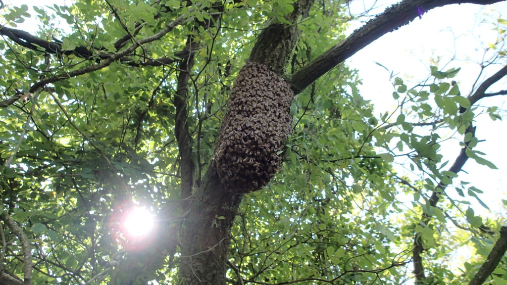 近くに空き巣箱が置いてあるんですけどね