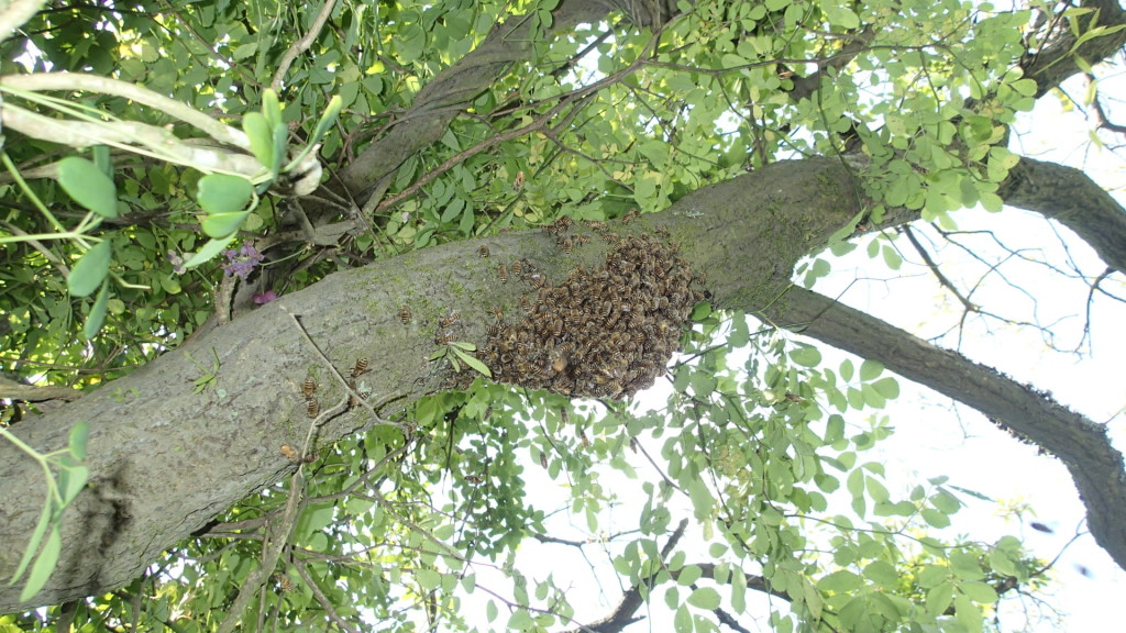 残った蜂も集まったので、捕虫ネットですくって巣箱へ