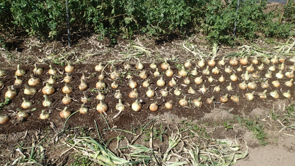 玉ねぎ収穫しました。このあと根っこを結んで下げました。