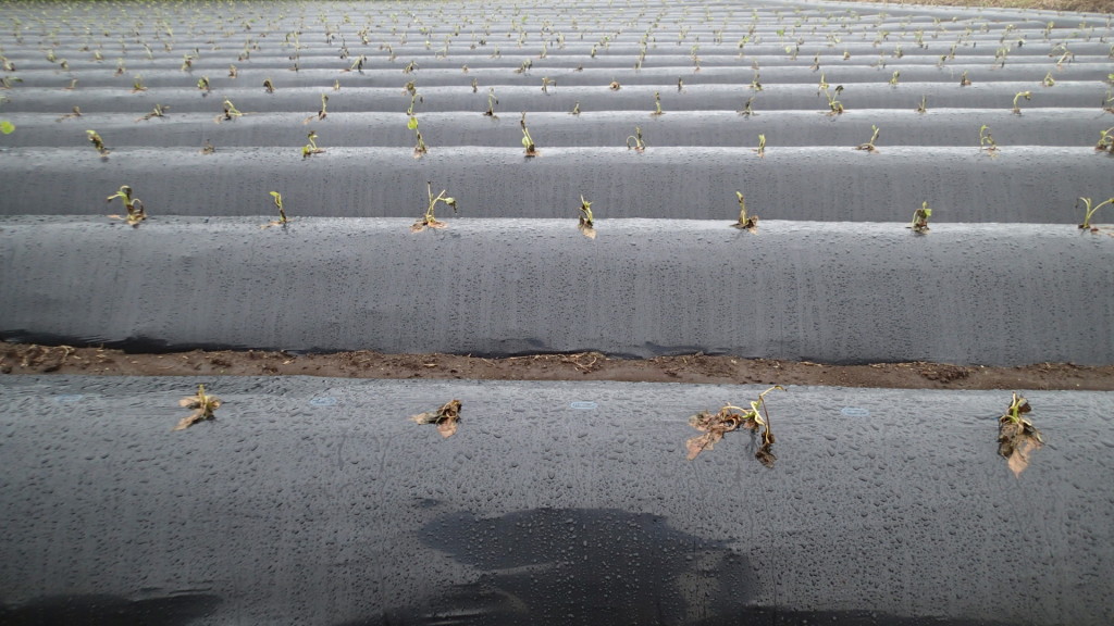 サツマイモ農家が植えた苗、今日の雨が恵みの雨になればいいのですが...
