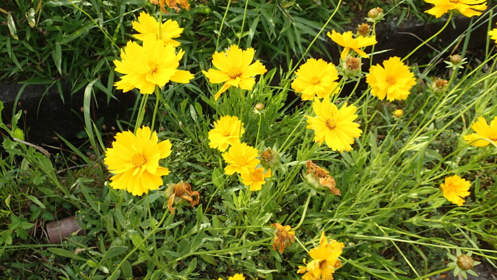 タローの散歩道で、ブログに彩りを!