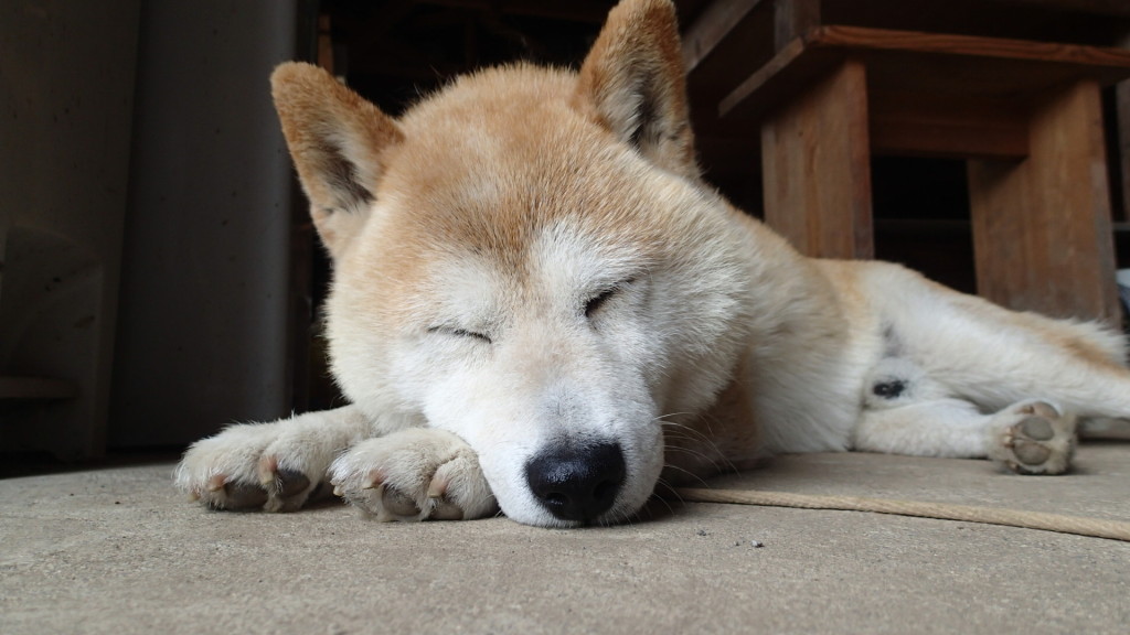 寝るのは、得意なんだ!