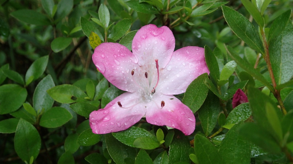 タローの散歩で、昨年も撮ったので、