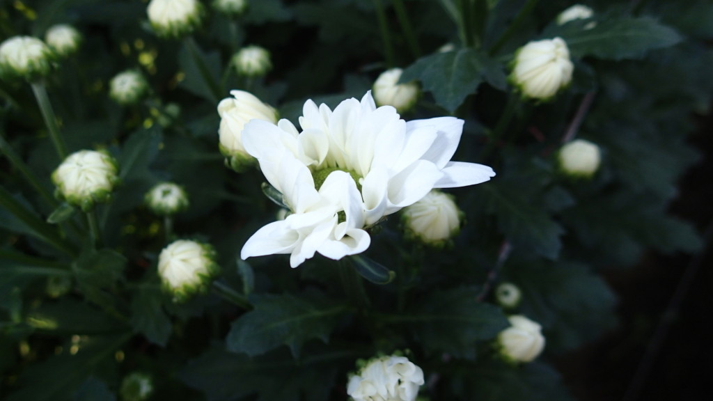 咲いてきましたよ。