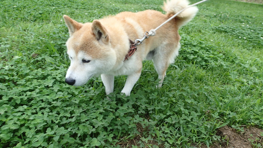 休憩時間の散歩