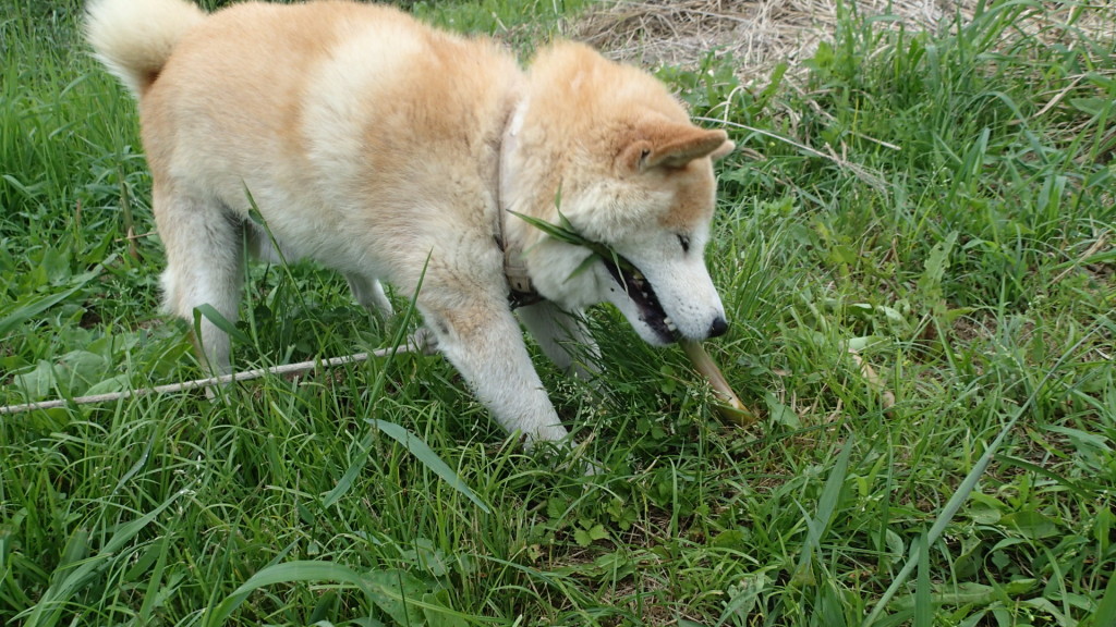 これも手伝いです。