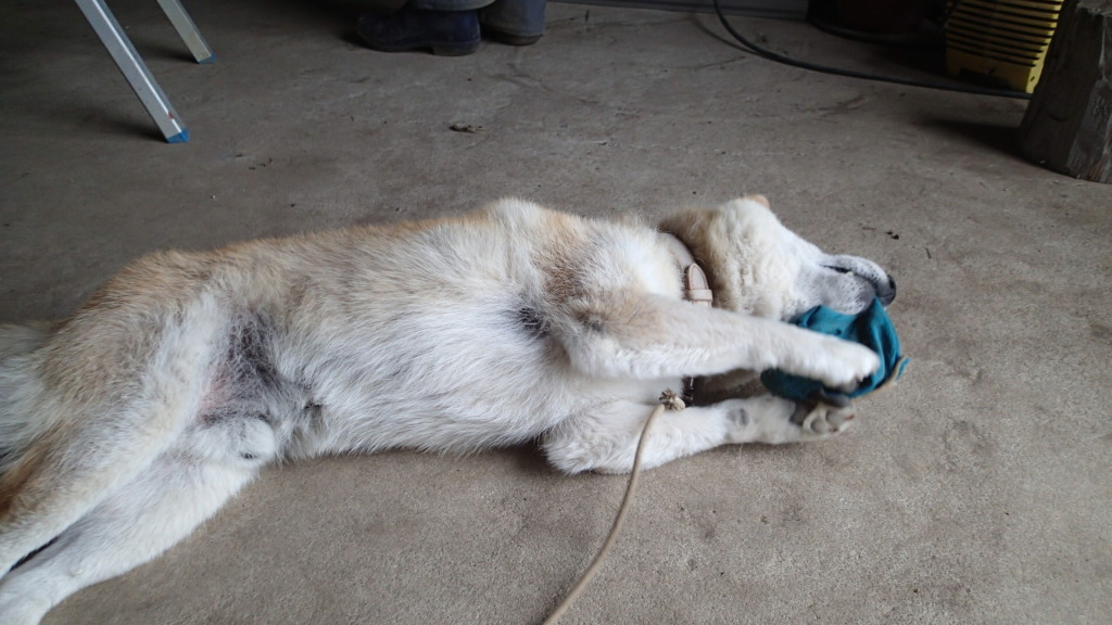 噛んだ感触が好きです。