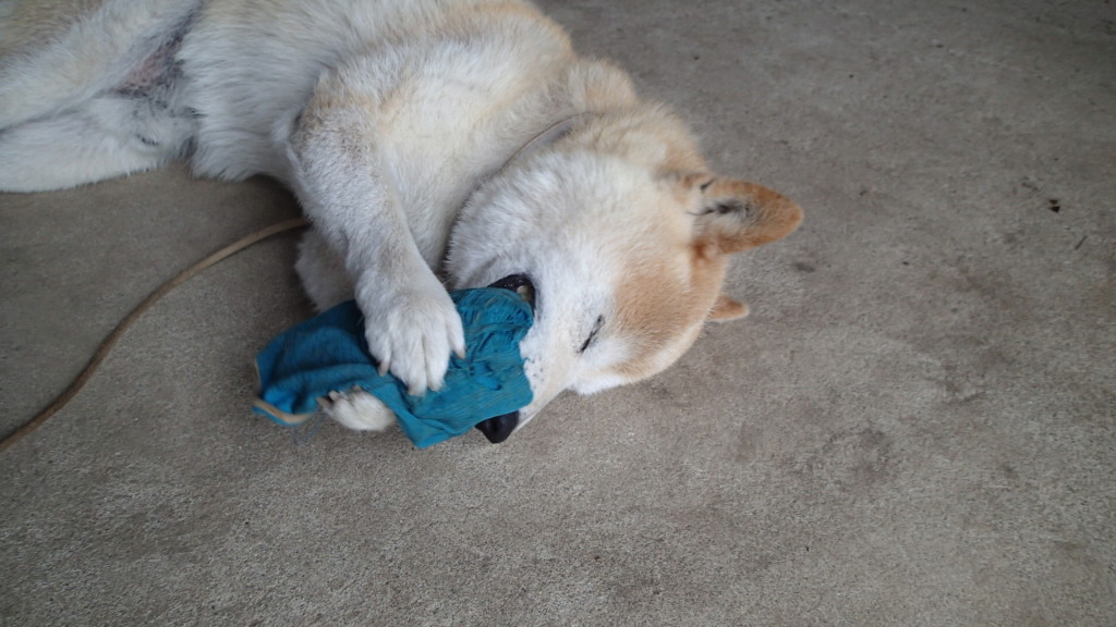 この遊びは好きです。