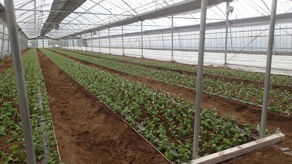 昨日今日で定植終了