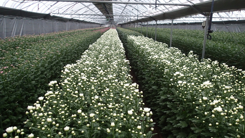 まずはミケールから収穫