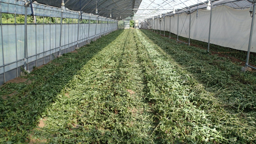 台刈りした直後