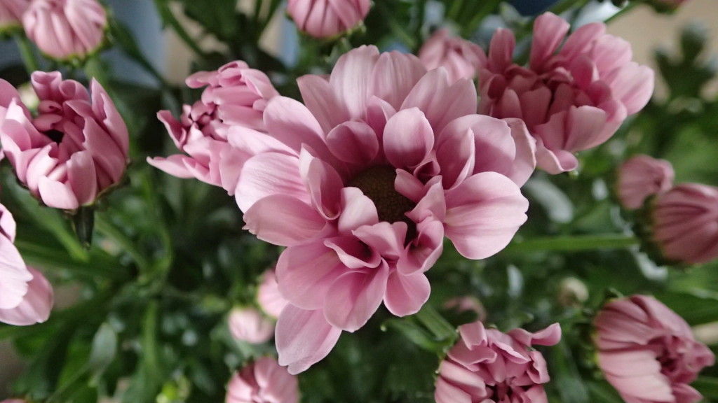 アモロッサ、わき芽もなく、そこそこ太く　Good