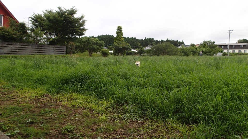 草なんて、晩御飯だー