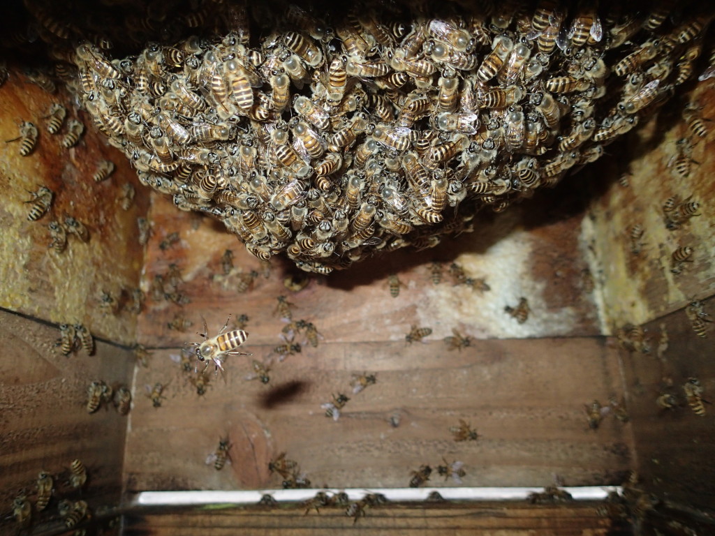 2段巣箱、順調です。