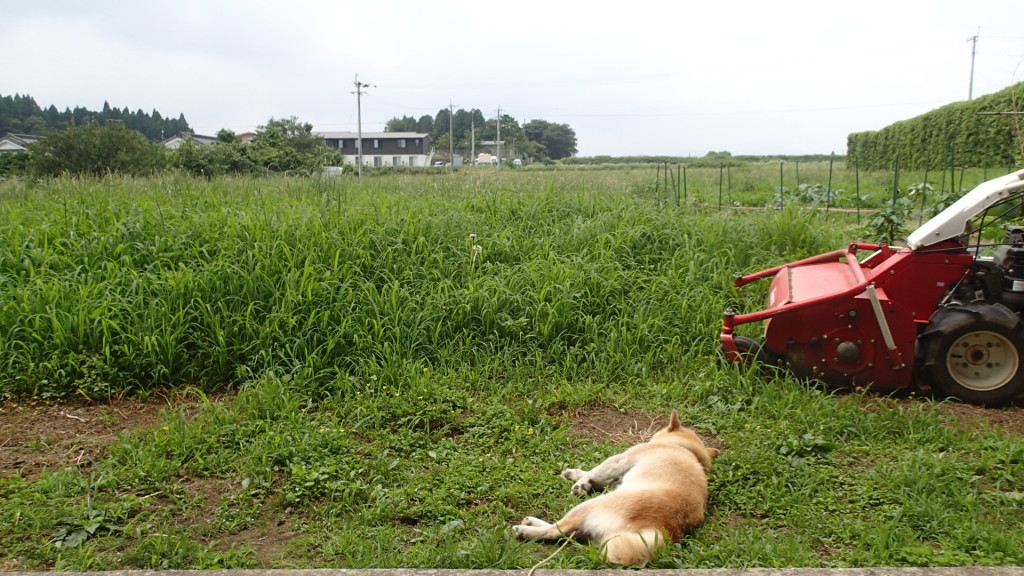 これから、ハンマーモアかけます。