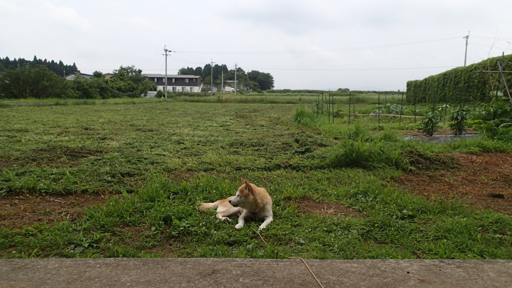 きれいになりました。