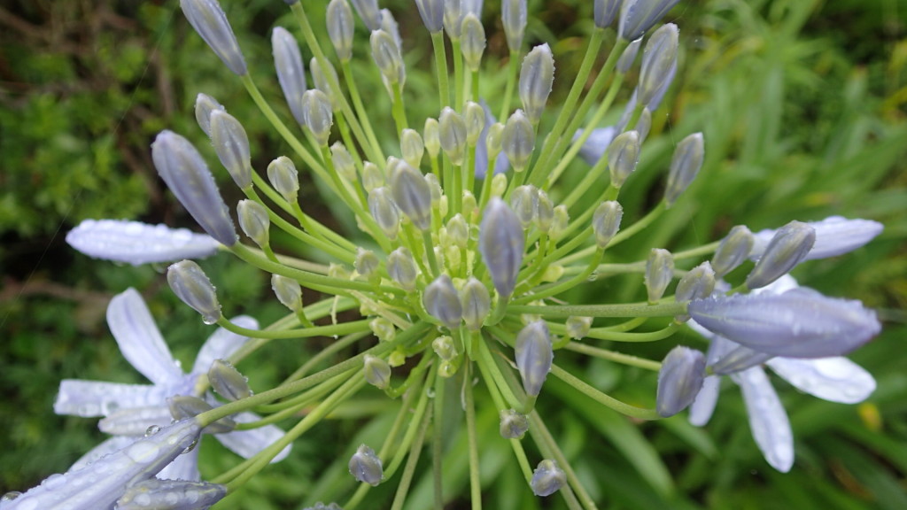 タローと散歩で撮影