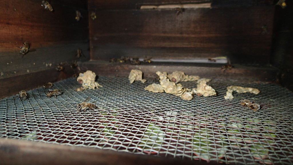 こんなんが落ちていました。