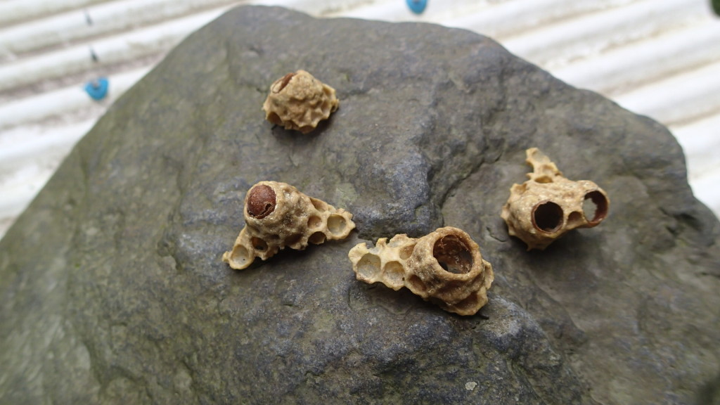 必要ないとこ切り落としたんですね。