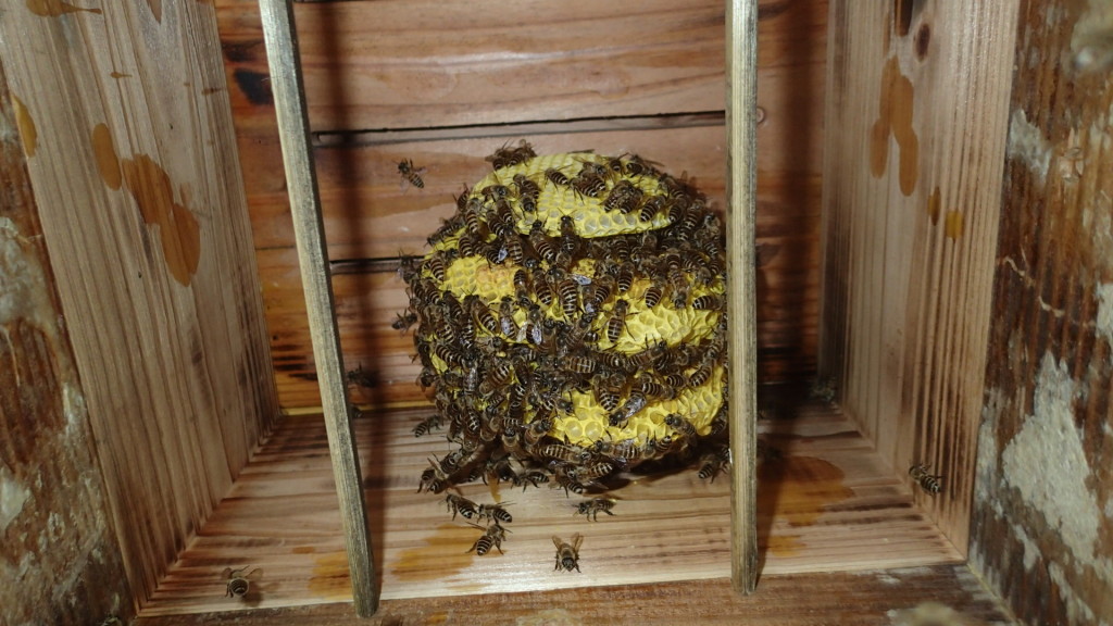 どうなりますか？なるようになりますか？