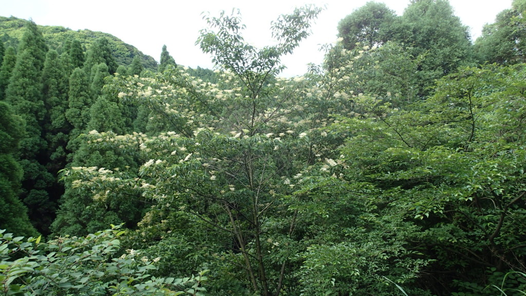 山のこんな木の花に蜂がきています。