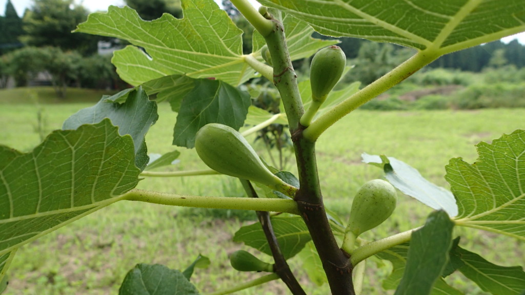 イチジク、ぼくは食べません。家内が食べます。