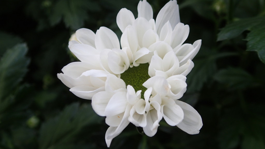 ミケールは花芽をもちやすい品種です。