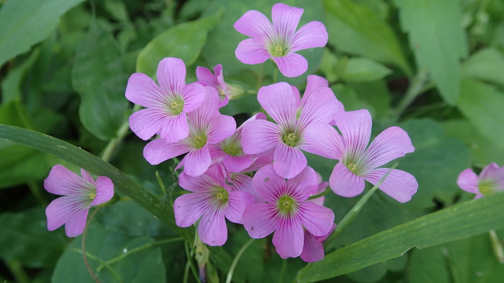第三蜂場に咲いていました。