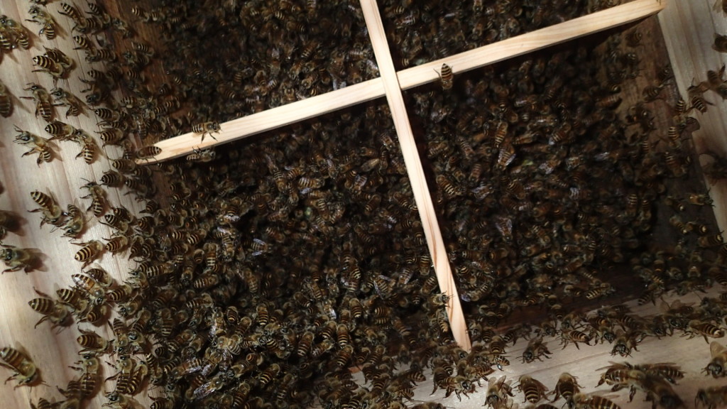 こちらも頑張っています。