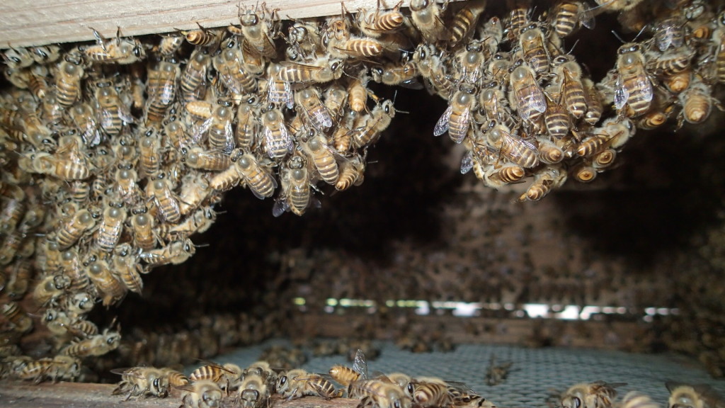 点検口まできて涼んでいるようです。