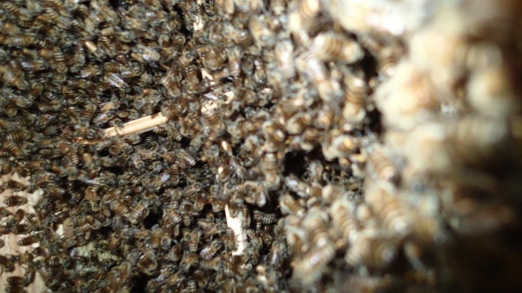 中をのぞくと、まだ巣落ち防止棒が見えるので、巣板はのびていません。