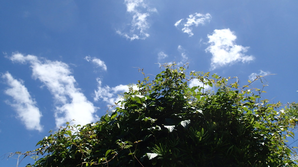 ヤブガラシ、イヌマキに巻き付いています。